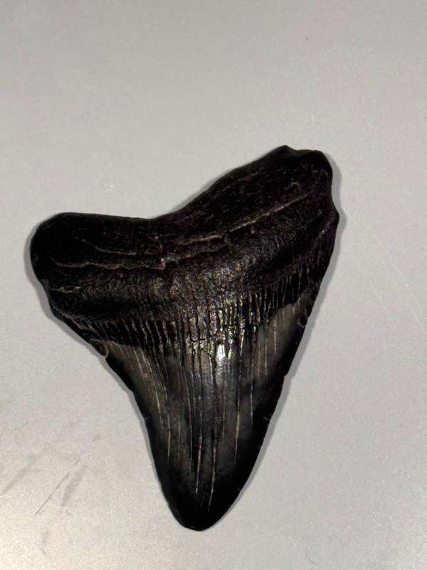 Fossil shark tooth Carcharodon Megalodon Great white Shark. 7 cm Authentic