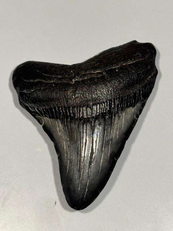 Fossil shark tooth Carcharodon Megalodon Great white Shark. 7 cm Authentic