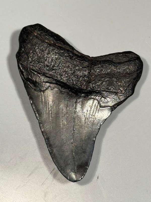 Fossil shark tooth Carcharodon Megalodon Great white Shark. 7 cm Authentic
