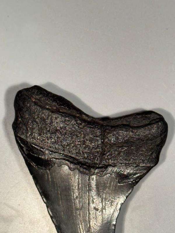 Fossil shark tooth Carcharodon Megalodon Great white Shark. 7 cm Authentic