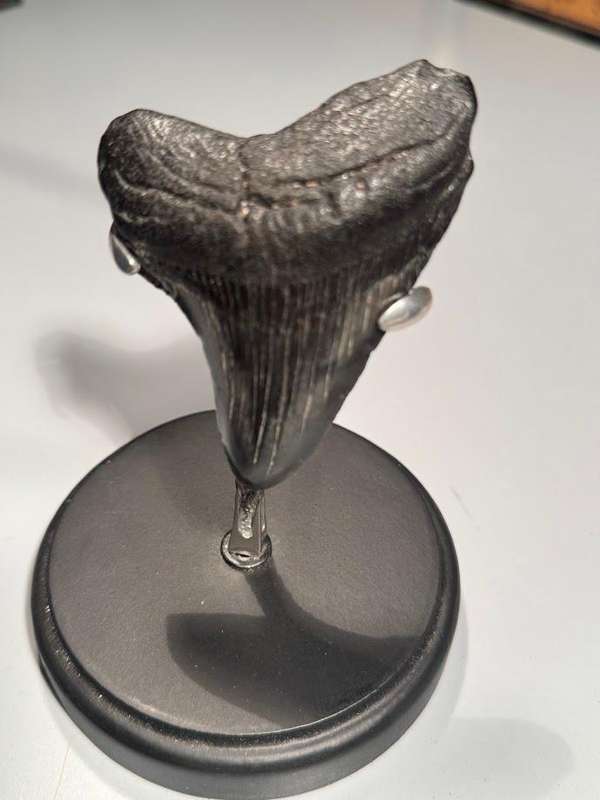 Fossil shark tooth Carcharodon Megalodon Great white Shark. 7 cm Authentic