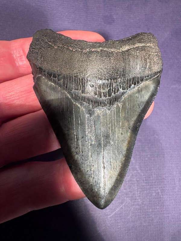 Fossil shark tooth Carcharodon Megalodon Great white Shark. 9 cm Authentic