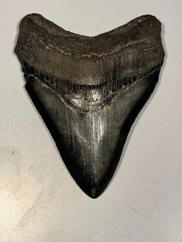 Fossil shark tooth Carcharodon Megalodon Great white Shark. 9 cm Authentic