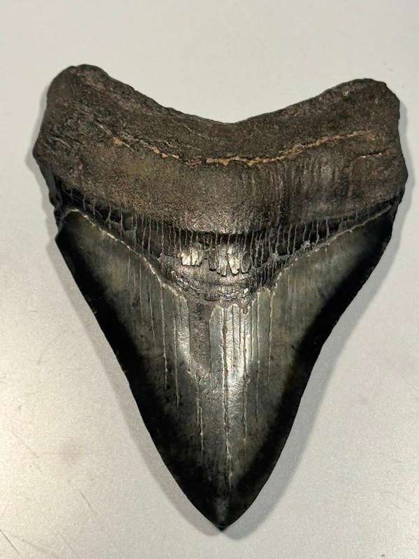 Fossil shark tooth Carcharodon Megalodon Great white Shark. 9 cm Authentic
