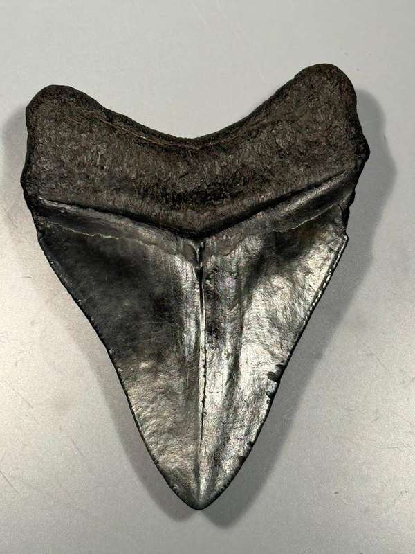 Fossil shark tooth Carcharodon Megalodon Great white Shark. 9 cm Authentic