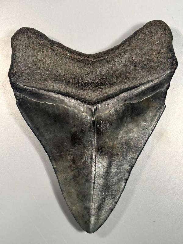 Fossil shark tooth Carcharodon Megalodon Great white Shark. 9 cm Authentic