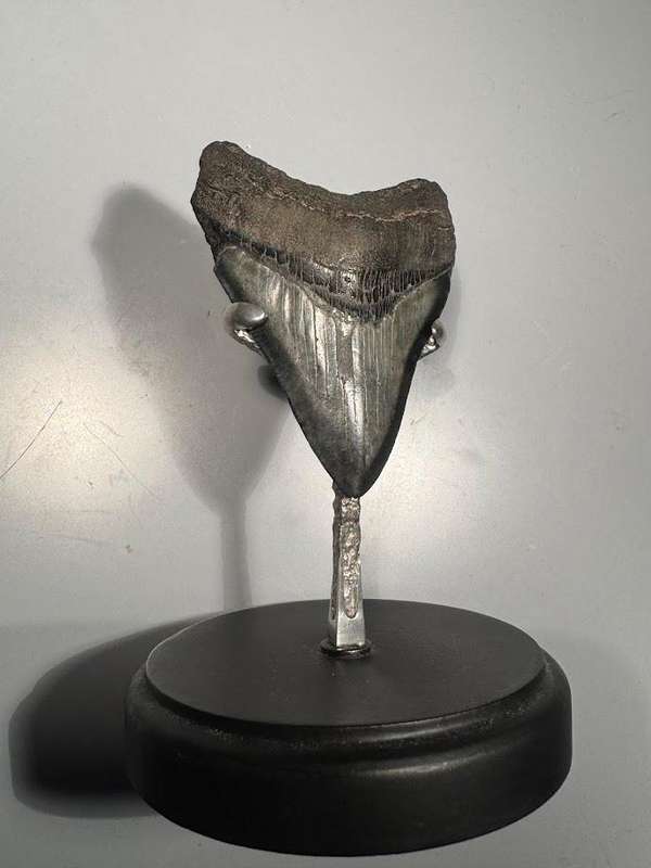 Fossil shark tooth Carcharodon Megalodon Great white Shark. 9 cm Authentic