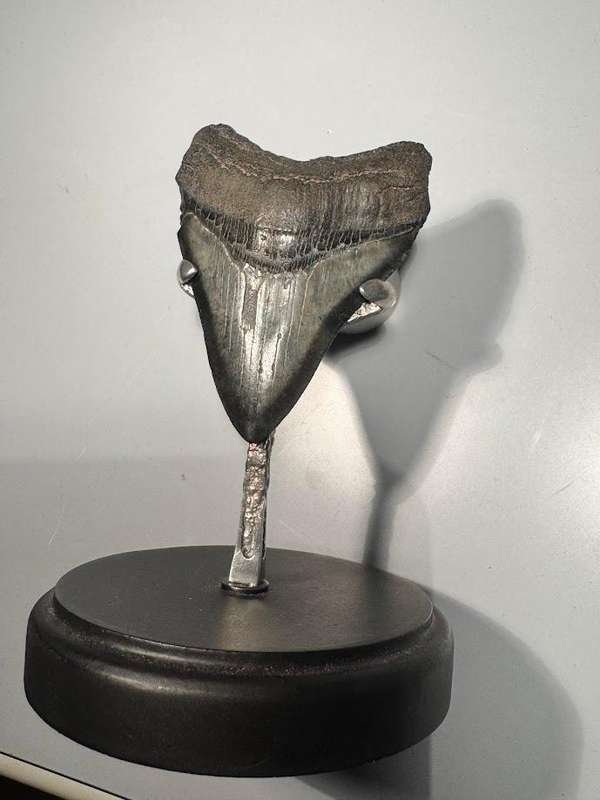 Fossil shark tooth Carcharodon Megalodon Great white Shark. 9 cm Authentic