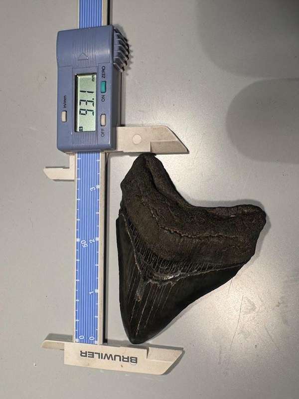 Fossil shark tooth Carcharodon Megalodon Great white Shark. 9 cm Authentic