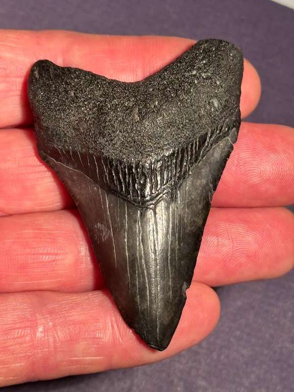 Fossil shark tooth Carcharodon Megalodon Great white Shark. 7 cm Authentic
