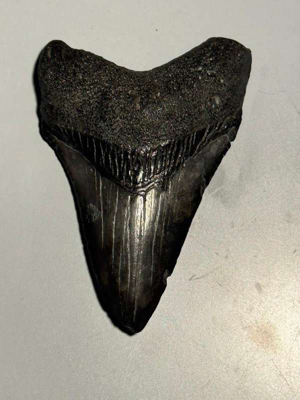 Fossil shark tooth Carcharodon Megalodon Great white Shark. 7 cm Authentic