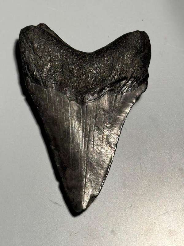 Fossil shark tooth Carcharodon Megalodon Great white Shark. 7 cm Authentic