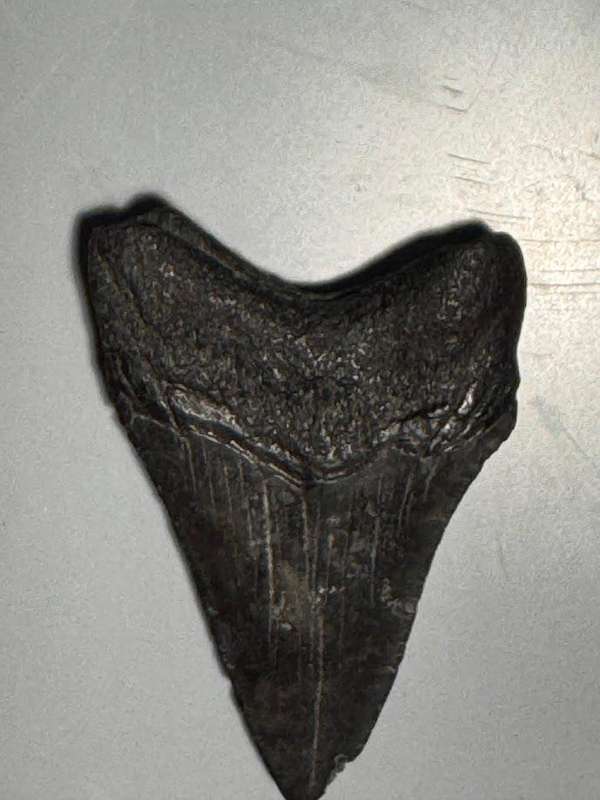 Fossil shark tooth Carcharodon Megalodon Great white Shark. 7 cm Authentic