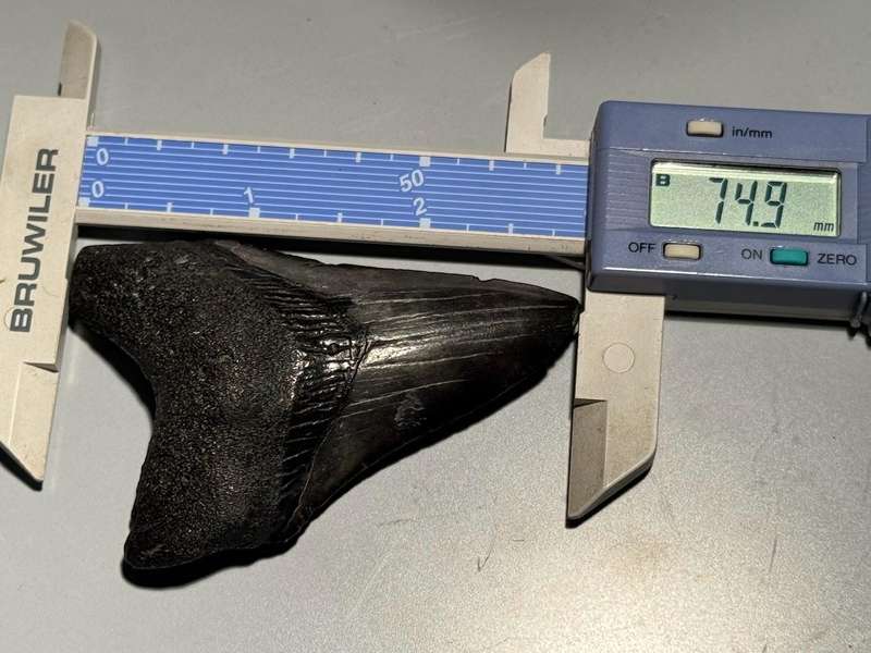 Fossil shark tooth Carcharodon Megalodon Great white Shark. 7 cm Authentic