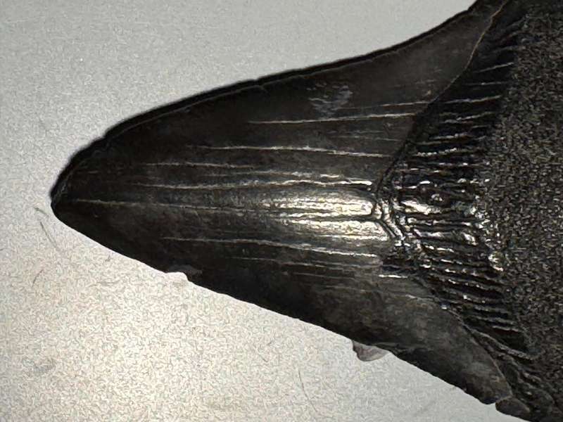 Fossil shark tooth Carcharodon Megalodon Great white Shark. 7 cm Authentic