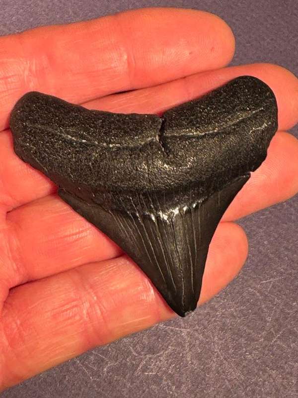 Fossil shark tooth Carcharodon Megalodon Great white Shark. 6 cm Authentic