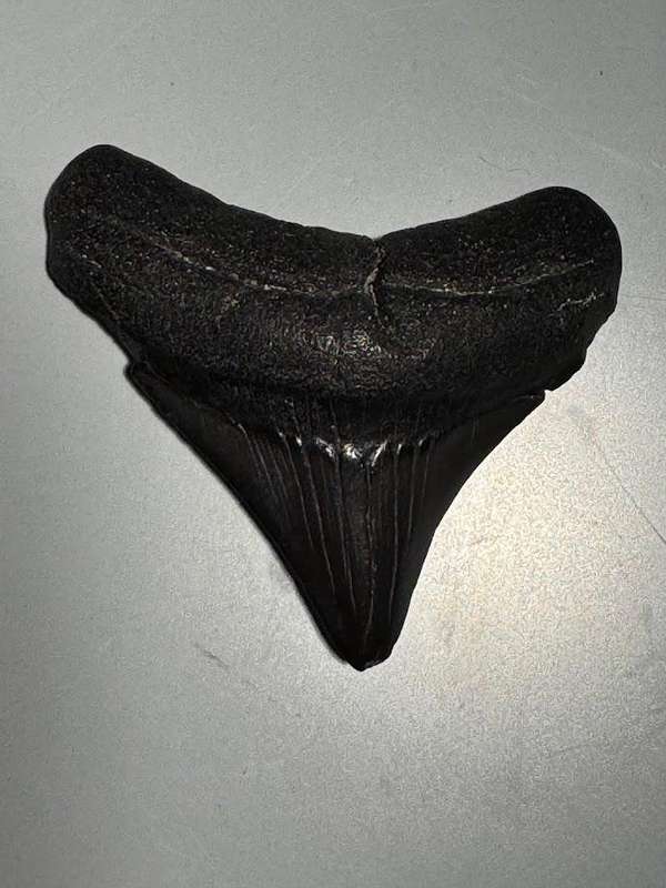 Fossil shark tooth Carcharodon Megalodon Great white Shark. 6 cm Authentic