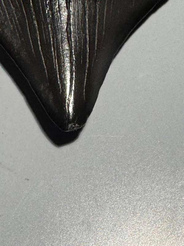 Fossil shark tooth Carcharodon Megalodon Great white Shark. 6 cm Authentic