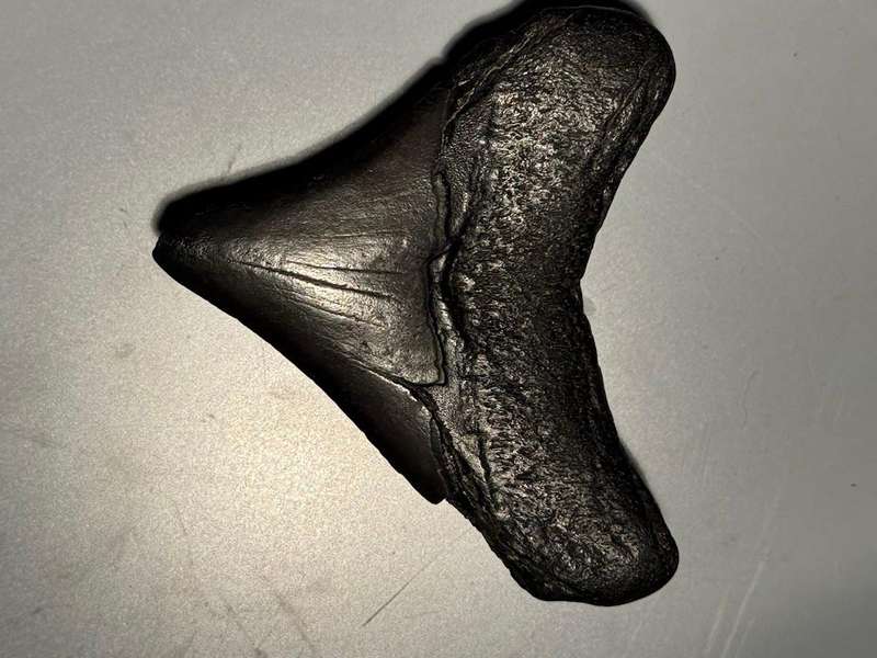 Fossil shark tooth Carcharodon Megalodon Great white Shark. 6 cm Authentic