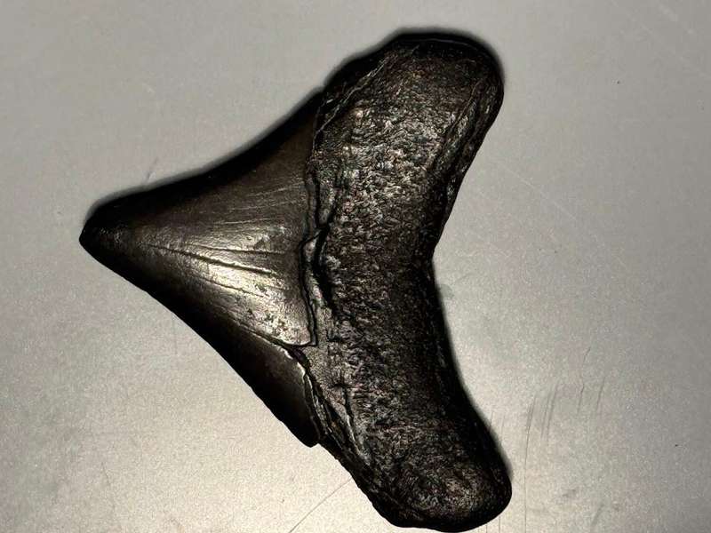 Fossil shark tooth Carcharodon Megalodon Great white Shark. 6 cm Authentic