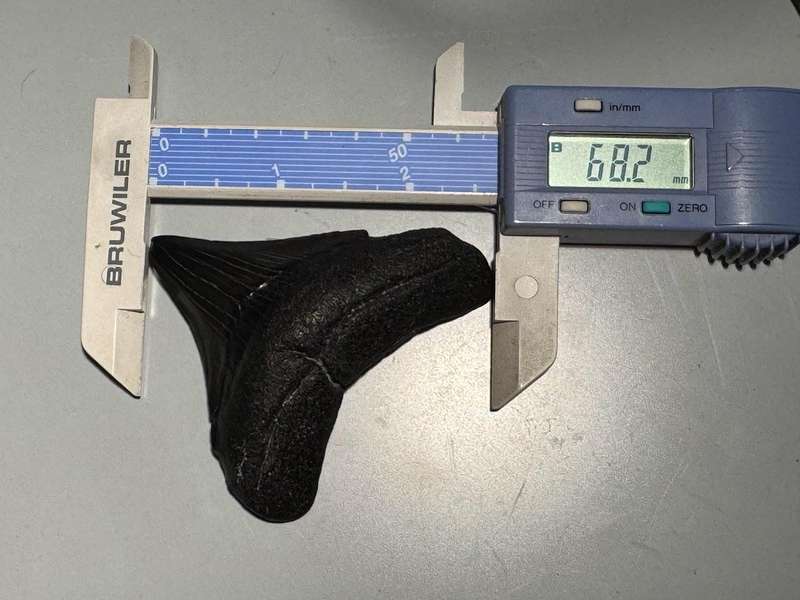 Fossil shark tooth Carcharodon Megalodon Great white Shark. 6 cm Authentic