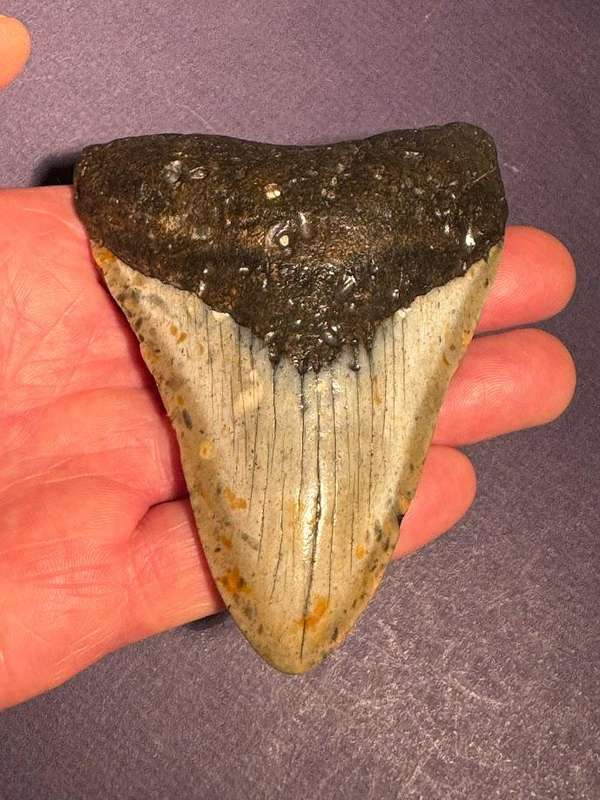 Fossil shark tooth Carcharodon Megalodon Great white Shark. 11 cm Authentic