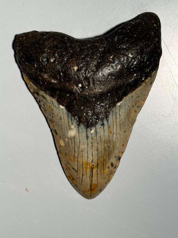Fossil shark tooth Carcharodon Megalodon Great white Shark. 11 cm Authentic