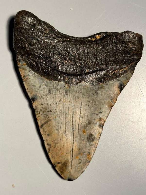 Fossil shark tooth Carcharodon Megalodon Great white Shark. 11 cm Authentic