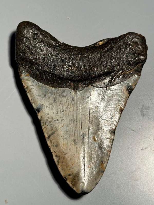 Fossil shark tooth Carcharodon Megalodon Great white Shark. 11 cm Authentic