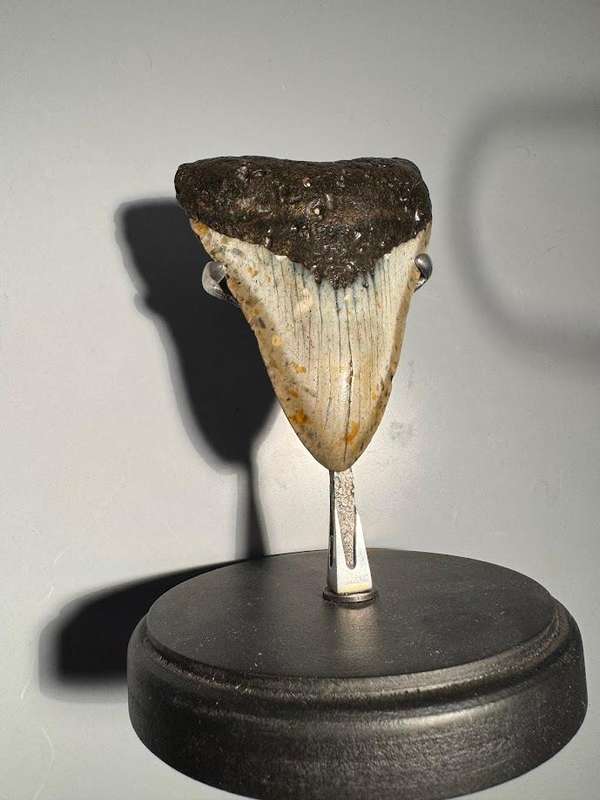 Fossil shark tooth Carcharodon Megalodon Great white Shark. 11 cm Authentic