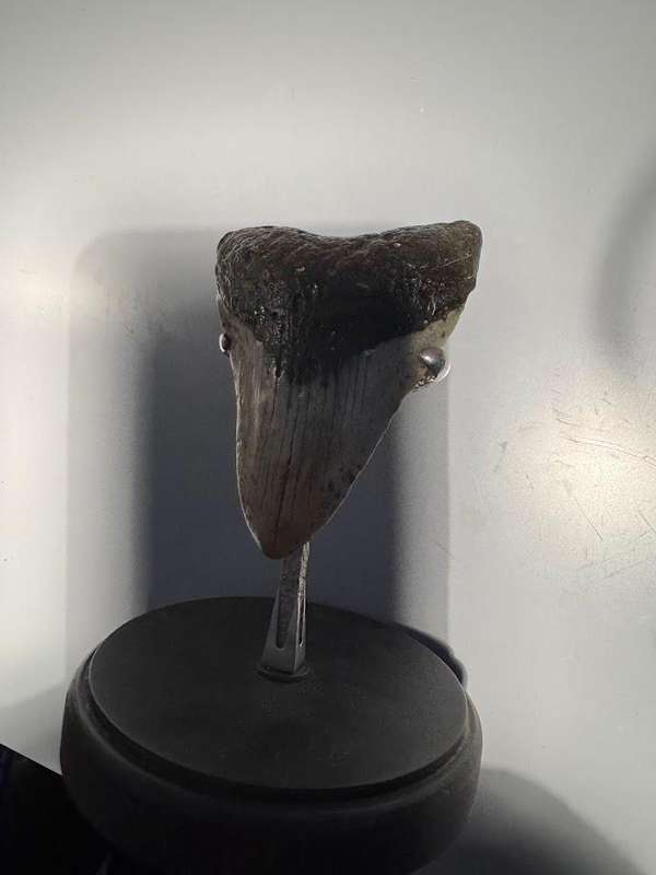 Fossil shark tooth Carcharodon Megalodon Great white Shark. 11 cm Authentic