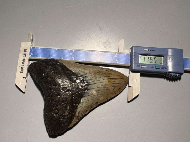 Fossil shark tooth Carcharodon Megalodon Great white Shark. 11 cm Authentic