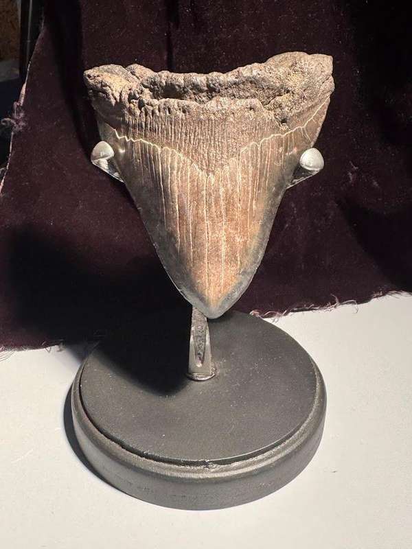 Fossil shark tooth Carcharodon Megalodon Great white Shark. 12 cm Authentic