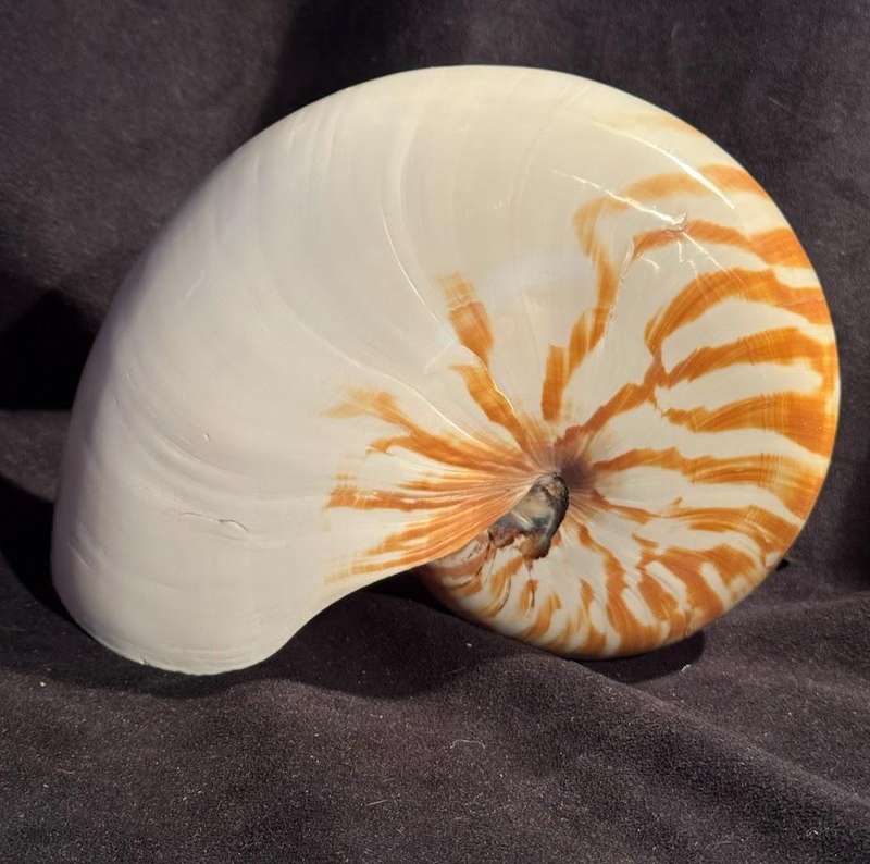 Nautilus Shell natural polished. Chambered Nautilus Seashell