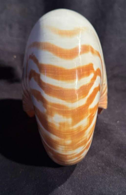 Nautilus Shell natural polished. Chambered Nautilus Seashell