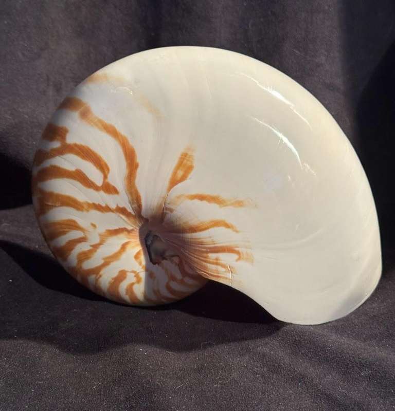 Nautilus Shell natural polished. Chambered Nautilus Seashell