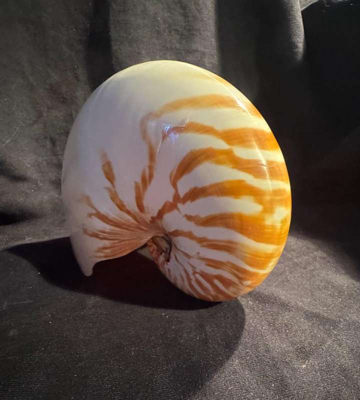 Nautilus Shell natural polished. Chambered Nautilus Seashell