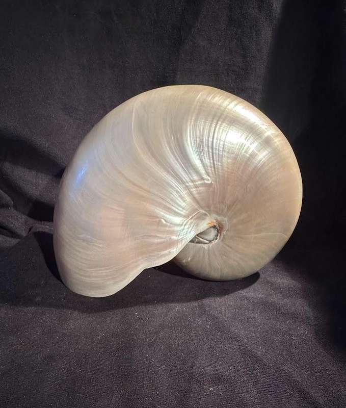 Nautilus Shell Pearlized white. Chambered Nautilus Seashell Pearl 21 cm