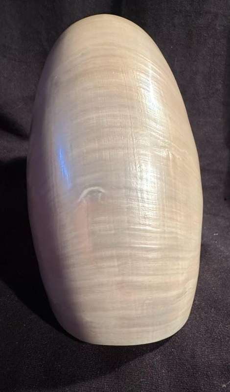Nautilus Shell Pearlized white. Chambered Nautilus Seashell Pearl 21 cm