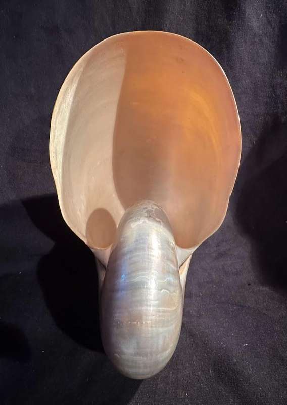 Nautilus Shell Pearlized white. Chambered Nautilus Seashell Pearl 21 cm