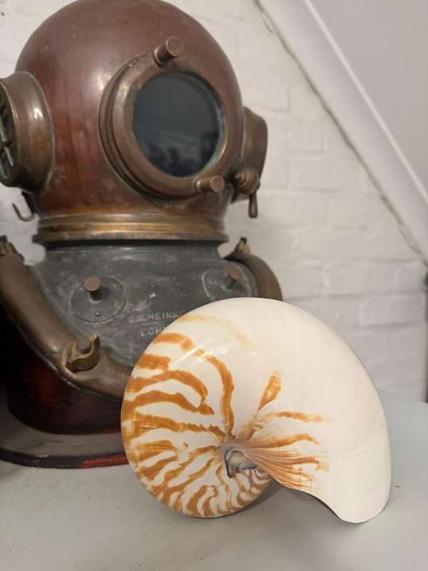 Nautilus Shell natural polished. Chambered Nautilus Seashell