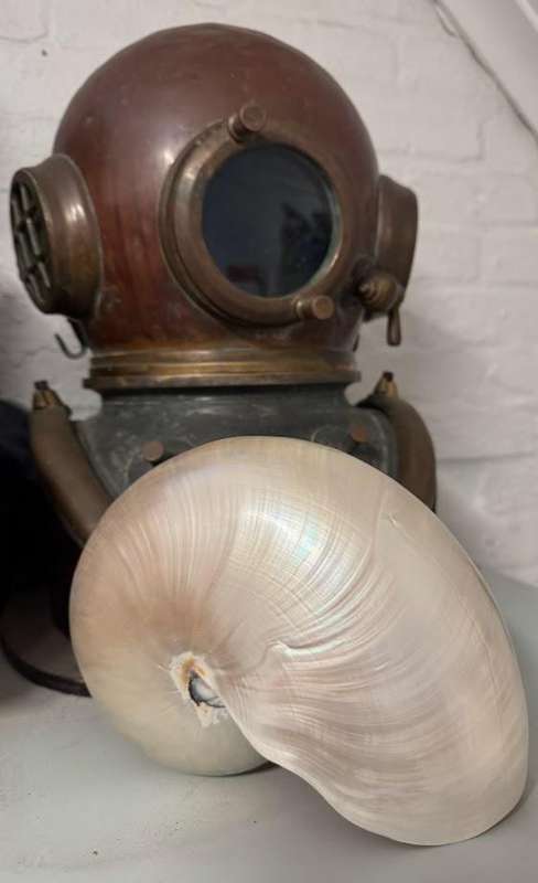 Nautilus Shell Pearlized white. Chambered Nautilus Seashell Pearl 21 cm