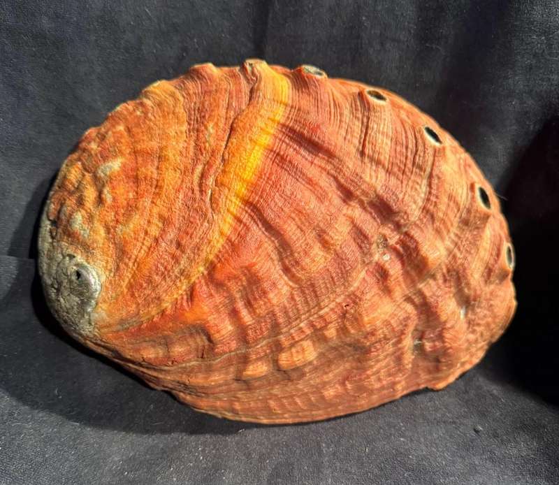Seashell Red abalone shell Natural Haliotis rufescens