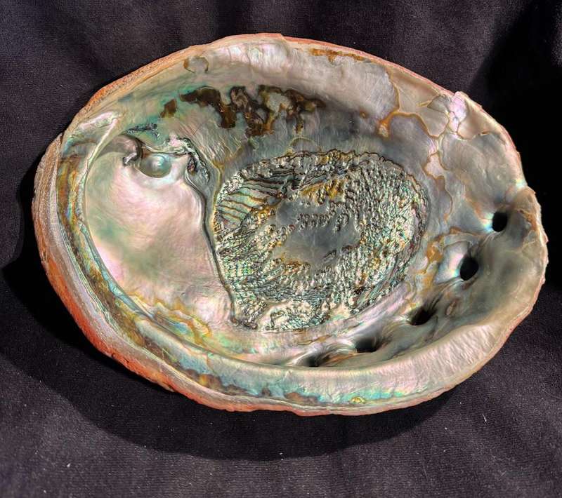 Seashell Red abalone shell Natural Haliotis rufescens