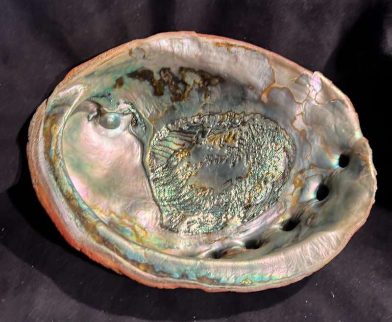 Seashell Red abalone shell Natural Haliotis rufescens