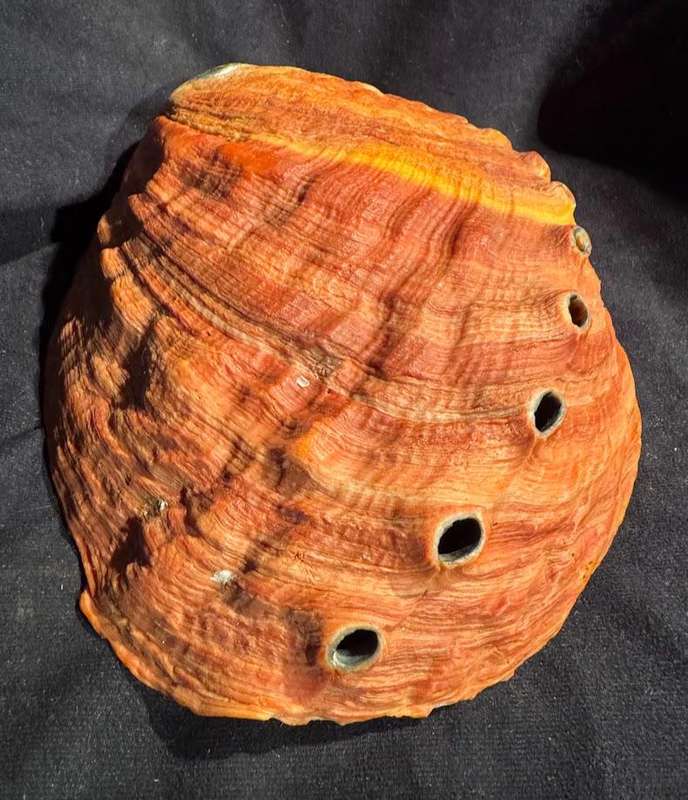 Seashell Red abalone shell Natural Haliotis rufescens