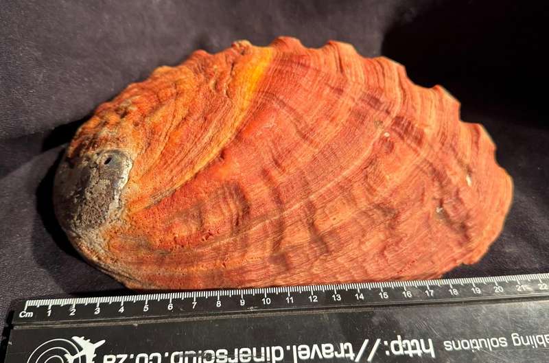Seashell Red abalone shell Natural Haliotis rufescens