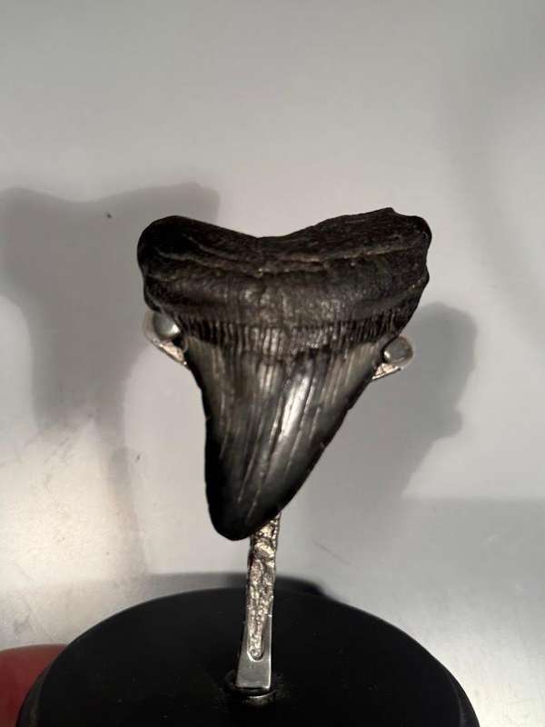 Fossil shark tooth Carcharodon Megalodon Great white Shark. 7 cm Authentic