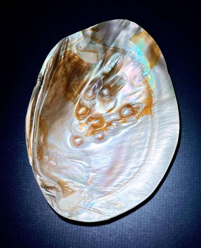 Natural shell with pearl formations. Decorative.  Jewellery Tray Sea shell