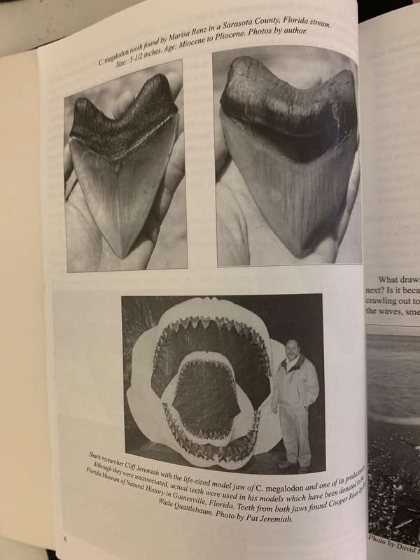 Megalodon Hunting The Hunter by Mark Renz